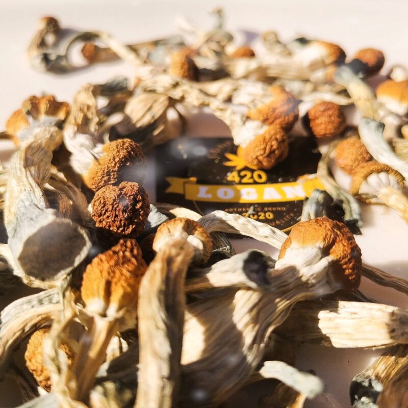Psilocybin Cubensis