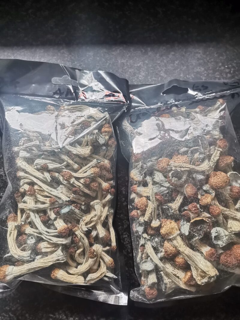 Psilocybin Cubensis