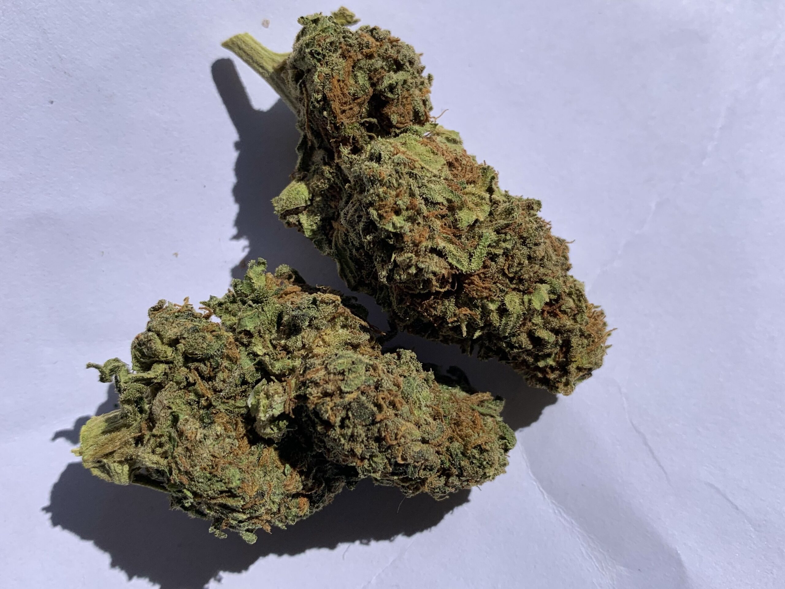 California Orange - 100g outdoor - Image 5