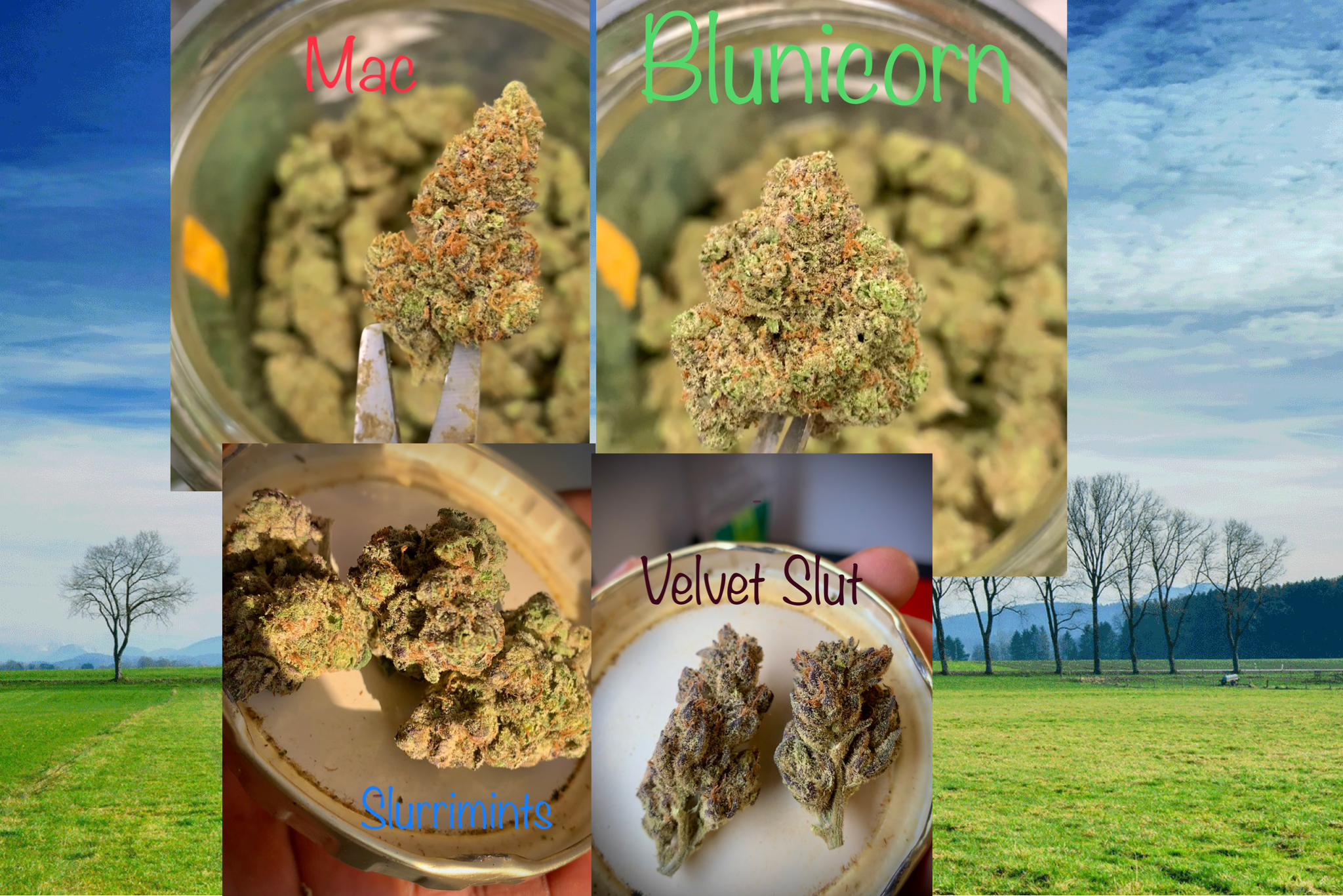 Exotic AA indoor Combo Deal - 20g (5g x4) - Image 2